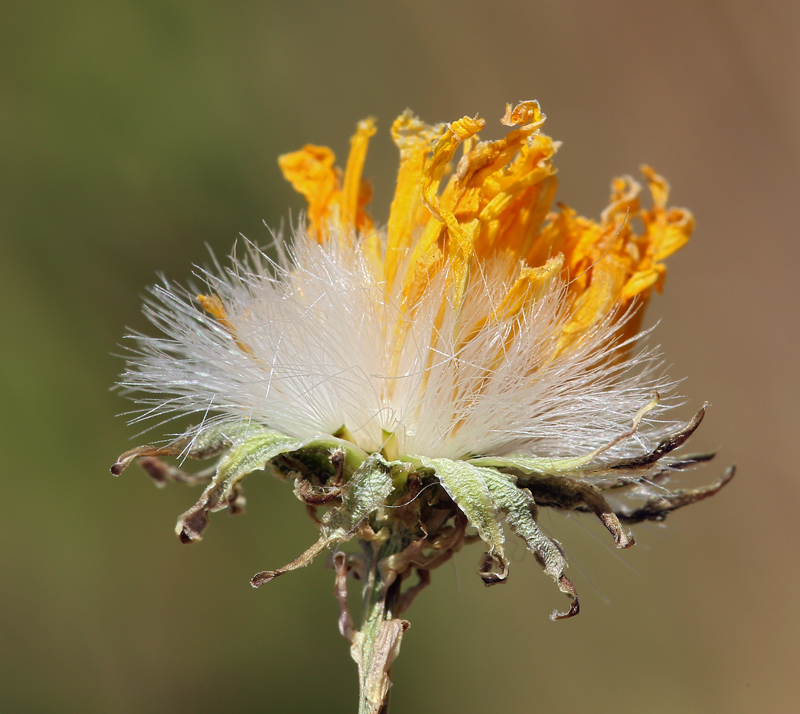 Image de Crepis runcinata subsp. hallii Babc. & Stebbins