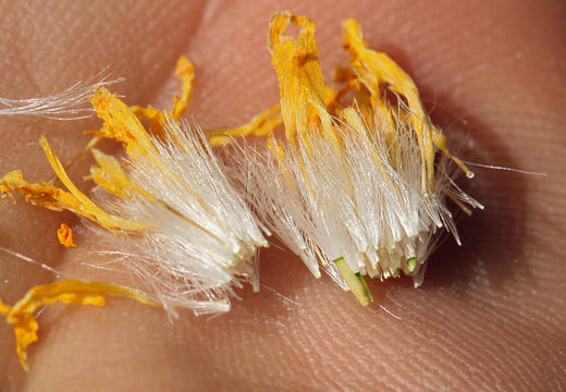 Image of Hall's hawksbeard