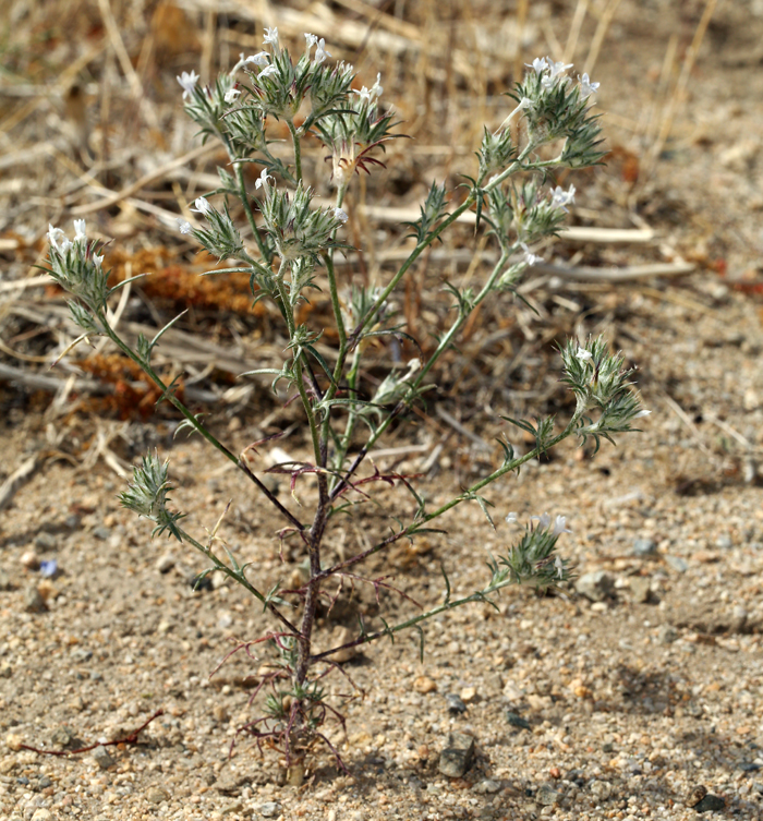 Image de Eriastrum diffusum (A. Gray) Mason