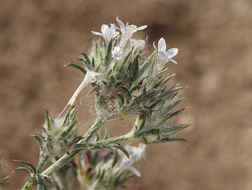 Слика од Eriastrum diffusum (A. Gray) Mason