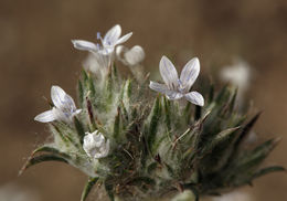 Image of miniature woollystar