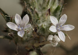 Слика од Eriastrum diffusum (A. Gray) Mason