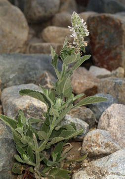 Imagem de Stachys albens A. Gray