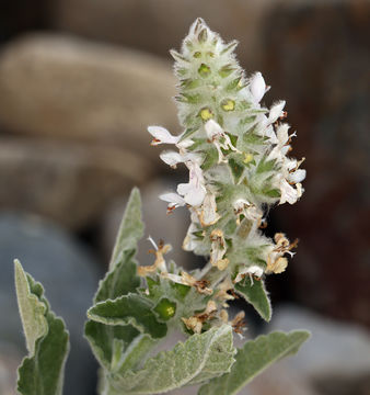 Слика од Stachys albens A. Gray