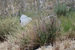 Image of Fremon's bushmallow