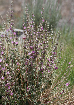 Imagem de Malacothamnus fremontii (Torr. ex Gray) Greene