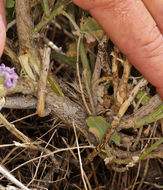 Imagem de Malacothamnus fremontii (Torr. ex Gray) Greene