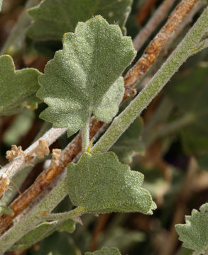 Imagem de Malacothamnus fremontii (Torr. ex Gray) Greene