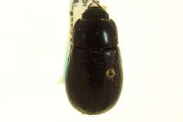 Image of Rice Beetles
