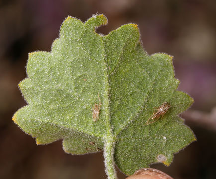 Imagem de Malacothamnus fremontii (Torr. ex Gray) Greene