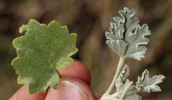 Imagem de Malacothamnus fremontii (Torr. ex Gray) Greene