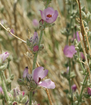 Imagem de Malacothamnus fremontii (Torr. ex Gray) Greene