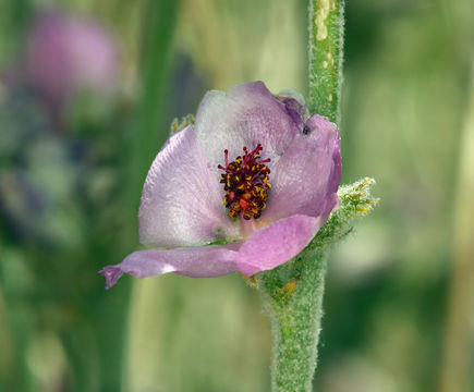 Imagem de Malacothamnus fremontii (Torr. ex Gray) Greene