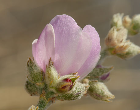 Imagem de Malacothamnus fremontii (Torr. ex Gray) Greene