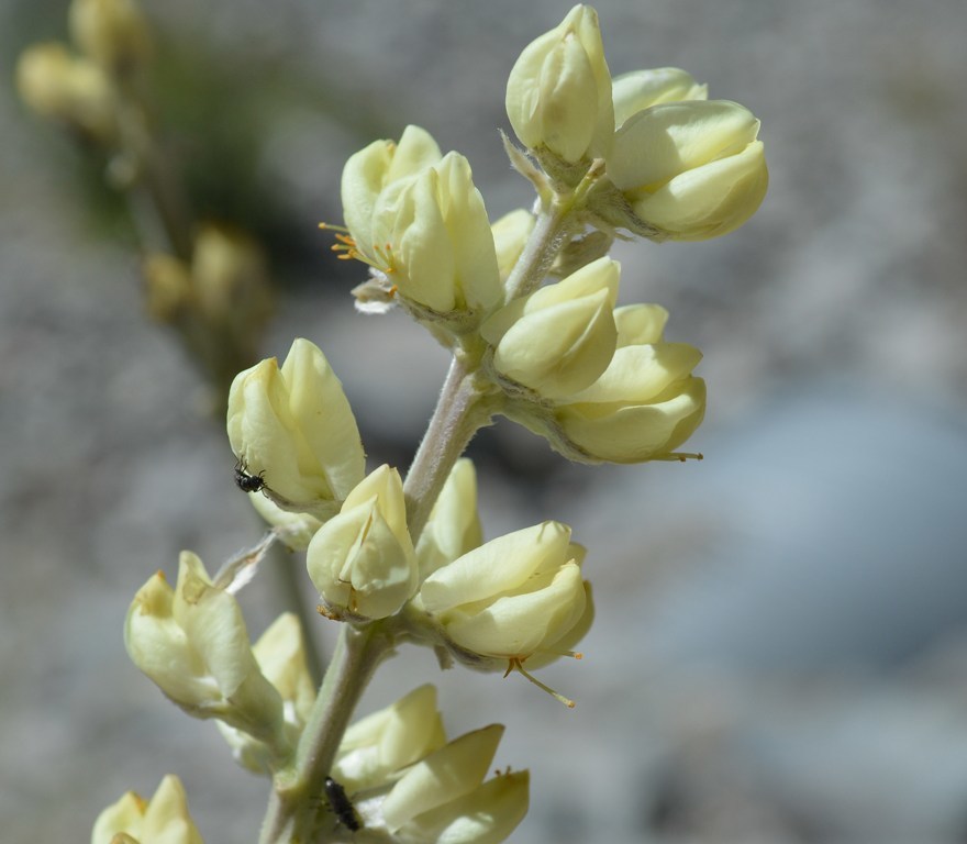 Image of Peirson's Lupine