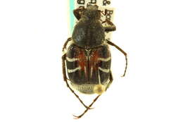Image of Trichiotinus