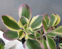 Kalanchoe glaucescens Britten resmi