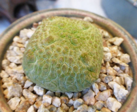 Image of <i>Pseudolithos cubiformis</i>