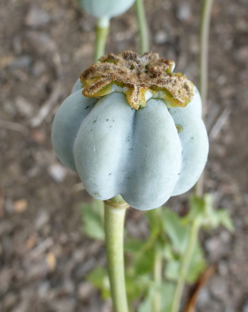 Image of opium poppy