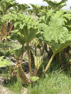 Image of Chilean gunnera