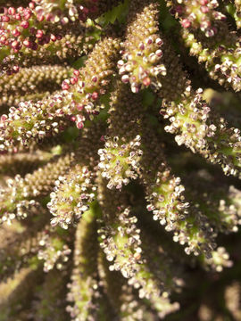 Image of Chilean gunnera