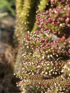 Image of Chilean gunnera