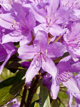 Imagem de Rhododendron ponticum L.