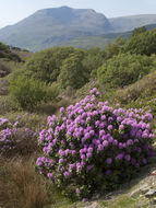 Plancia ëd Rhododendron ponticum L.