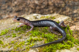 Image of Plethodon metcalfi Brimley 1912