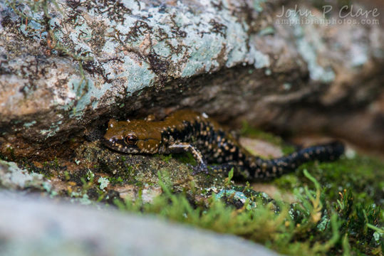 Sivun Plethodon petraeus Wynn, Highton & Jacobs 1988 kuva