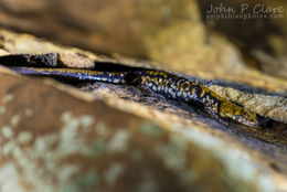 Image de Plethodon petraeus Wynn, Highton & Jacobs 1988