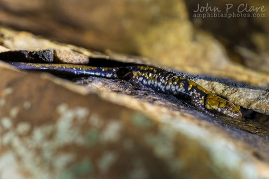 Image of Plethodon petraeus Wynn, Highton & Jacobs 1988