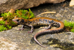 Image de Plethodon petraeus Wynn, Highton & Jacobs 1988