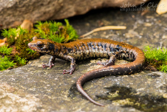 Sivun Plethodon petraeus Wynn, Highton & Jacobs 1988 kuva