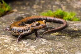 Image de Plethodon petraeus Wynn, Highton & Jacobs 1988