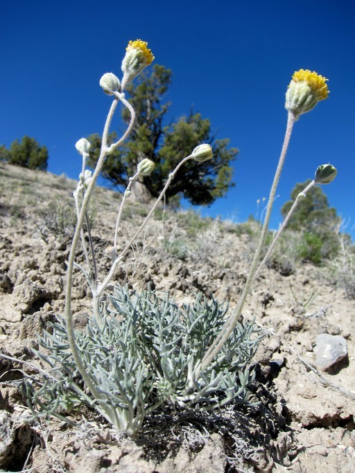 Image of fineleaf hymenopappus