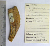 Image of Prosthennops