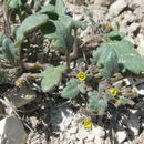 Image of <i>Phacelia lutea</i> var. <i>scopulina</i>