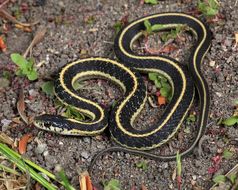 Imagem de Thamnophis elegans elegans (Baird & Girard 1853)