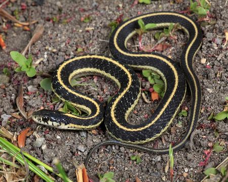 Image of Thamnophis elegans elegans (Baird & Girard 1853)