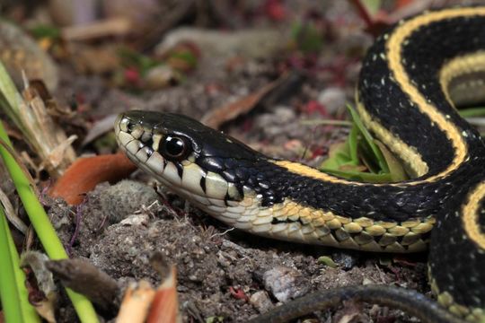 Image of Thamnophis elegans elegans (Baird & Girard 1853)