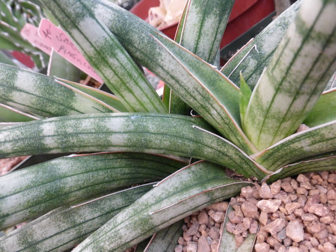 Image of Sansevieria suffruticosa N. E. Br.