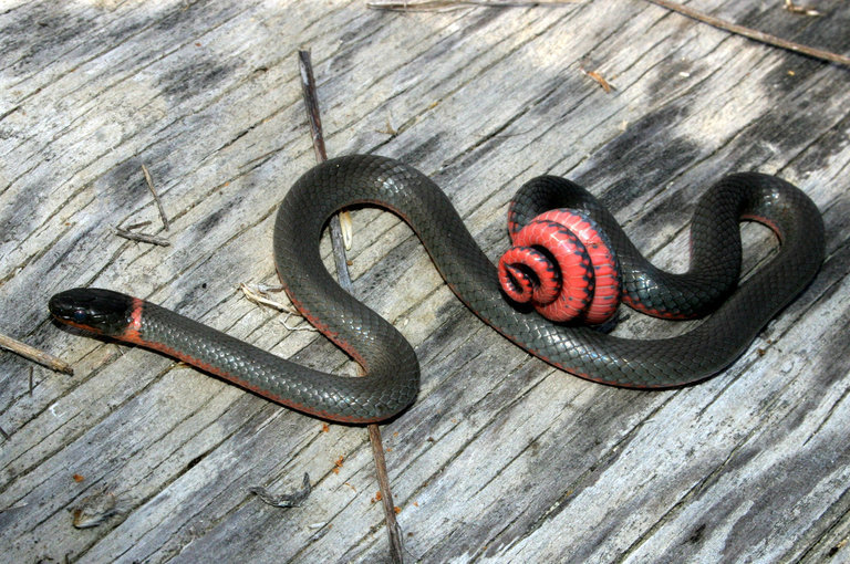 Image of Ring-necked Snake