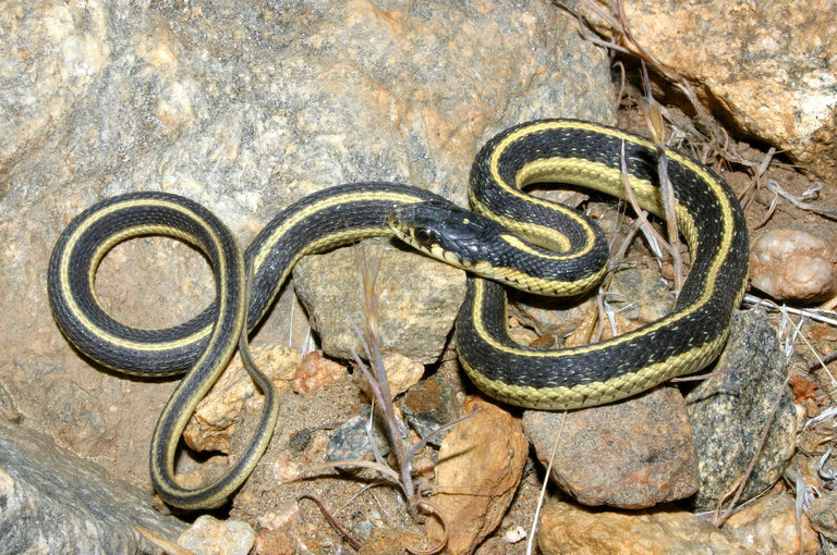 Image of Terrestrial (Wandering) Garter Snake