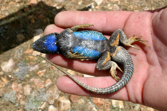 Image of Western Fence Lizard