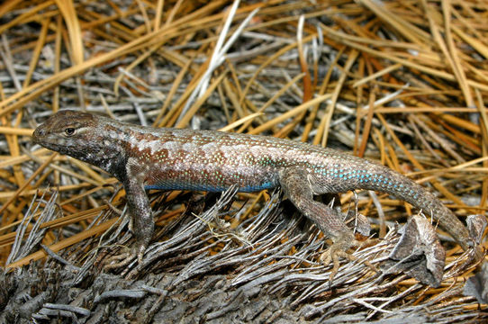 Image of Common Sagebrush Lizard