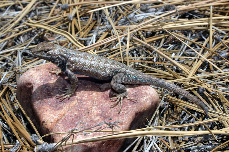 Image of Common Sagebrush Lizard