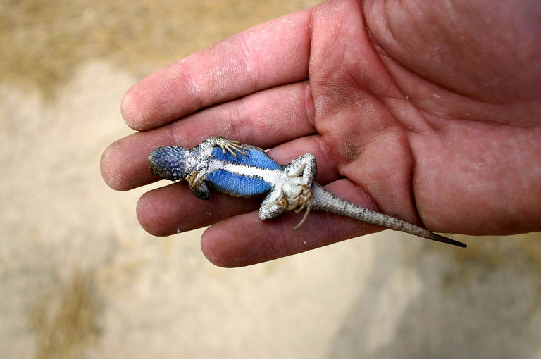 Image of Common Sagebrush Lizard