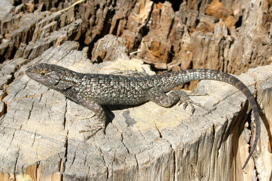 Image of Western Fence Lizard