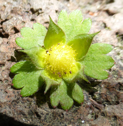 صورة <i>Duchesnea indica</i>